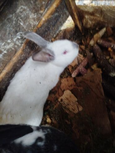 кролики фландр крол крольчата бабочка: Продаются 2 кролика 1 белый колифорнийский (самка) 4 месяца 1000с 2 — 5