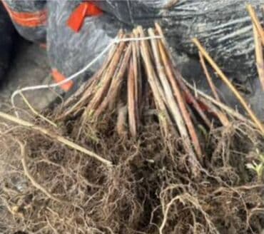 Малина кочот сатылат! Продаю саженцы малины. Сорт полька at lalafo.kg Малина кочот сатылат! Продаю саженцы малины. Сорт полька