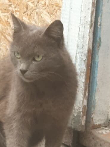 бенгальская кошка домашняя: 2 жаш, Эркек, Боз — 3