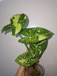 продам рассаду помидор: В продаже укоренённые сингониумы в активном росте: панда гелакси — 1