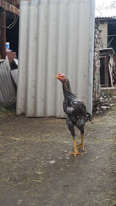 купить домашних курей: Продаются майские 🐓🐓🐓 — 4