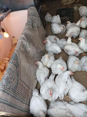 Продаю | Цыплята | Бройлерная | На забой
