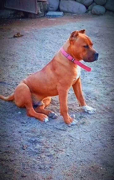 собака для охота: Питбуль, 8 месяцев, Самец, С родословной — 1