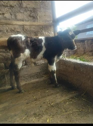 бирка для животных: Продаю | Музоо, торпок | На откорм | Привязанные — 1