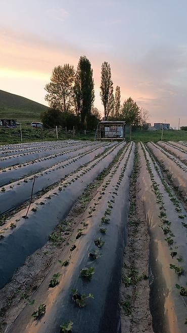 теплый бассейн: 25 соток, Для сельского хозяйства, Договор долевого участия — 2