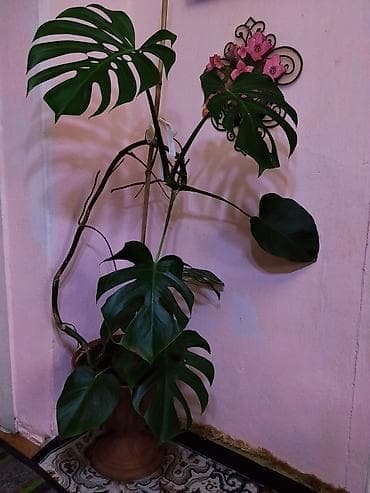 домашнее цветы: Срочно продаю комнатные цветы "МОНСТЕРА". Стильный тропический акцент — 1