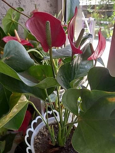 карликовый лимон купить: Антуриум (Anthurium andreanum) в горшке. - Эффектные красные — 1