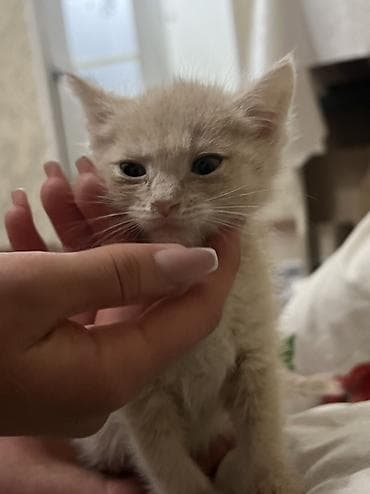 Мышыктар сатылат: Мышык бекер берилет: Породасыз, 3 айлык, Эркек, Лотокко барууга үйрөтүлгөн, Курттардан тазаланган — 2
