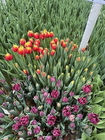 искусственные: Принемаем заказы на 8 марта тюльпаны с луковицый с доставкой боле — 3