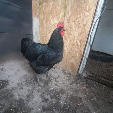 купить корову швицкой породы: Продаю | Петух | Для разведения — 3