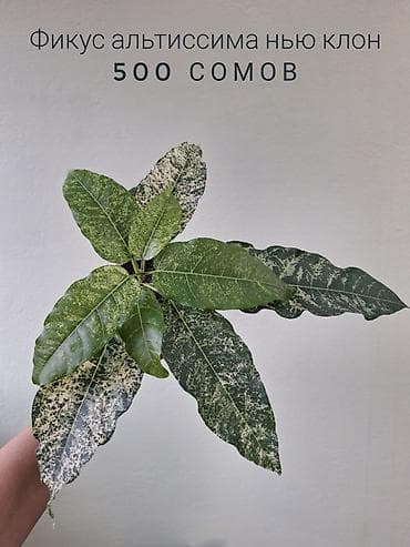 милионник: 🌿 Комнатные растения/цветы (детки/молодые растения). 🪴 Названия и цены — 10