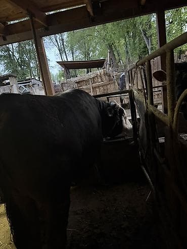 кормы для рыбы: Продаю | Бык (самец) | На откорм | Привязанные — 2