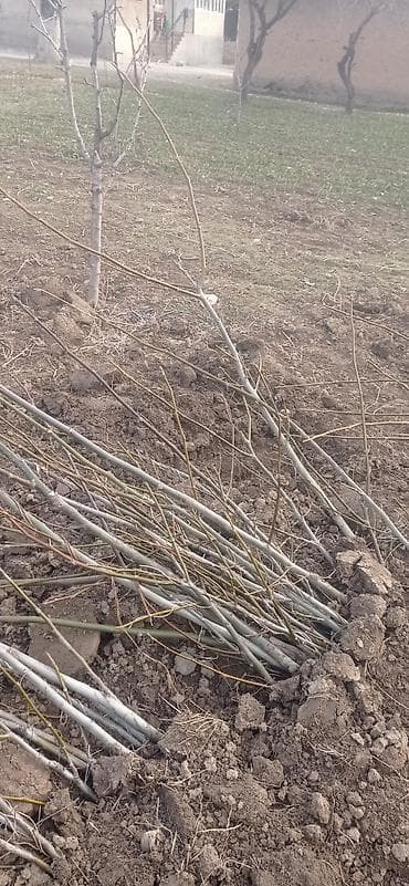 гулдор роза: Көчөттөр дарактардын: Мажрүм талдар — 1