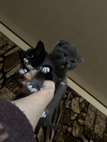 продать кошку: Кошка даром: Скотиш Фолд (Шотландская вислоухая), Девочка, Приучена к лотку — 3