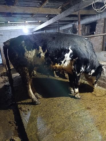 Үй жаныбарлары: Сатам | Бука (эркек) | Бордоп семиртүү үчүн | Байланган — 1