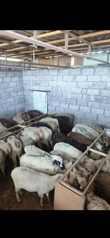 Животные: Продаю баран овец на забой от 13000 сомов и выше. адрес бишкек — 2