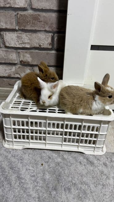 Шиншиллалар: Кролик с окрасом, сочетающим белый и светло-коричневый цвета. Обладает — 14