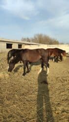 домики для котов: Продаю | Кобыла (самка) — 3