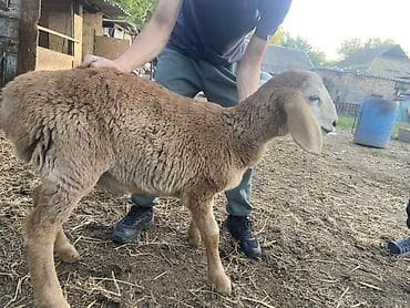 ягнята кочкоры: Продаю | Ягненок | Для разведения — 1