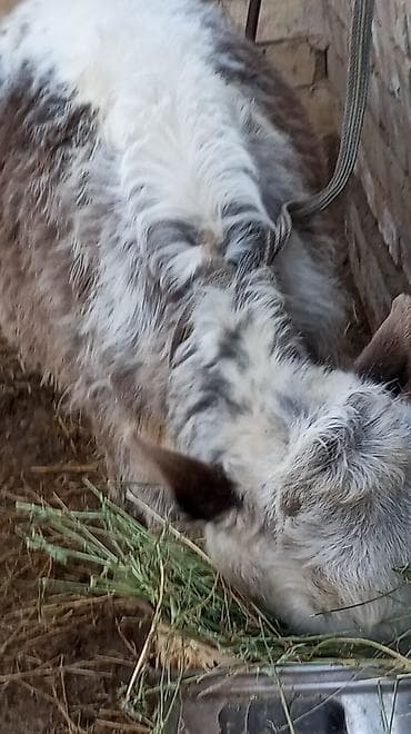 корова с теленкам: Продаю | Музоо, торпок | На откорм | Привязанные — 6