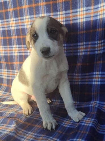 продажа собак бишкек: Ищем дом щенкам. Дважды привиты,имеют ветеринарные паспорта. Есть — 3