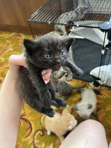 котята белые: Кошка даром: Беспородная, 2 месяца, Мальчик — 2