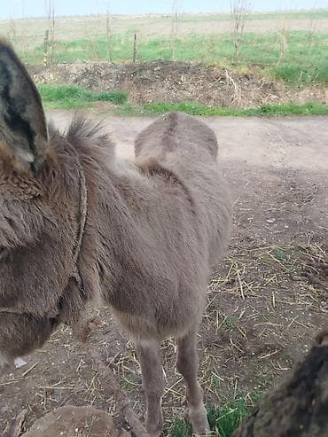 серые котики: Осёл домашний (серый, короткошерстный) Описание: - Порода: местный — 2