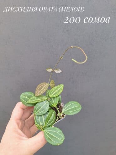 живые растения в аквариум купить: Комнатные растения, цветы (молодые растения, взрослые экземпляры). Не — 20