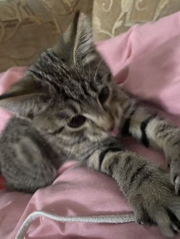 шотландский вислоухий рыжий кот: Кошка даром: Скотиш Страйт (Шотландская прямоухая), 3 месяца, Мальчик, Приучена к лотку, Проглистована — 9