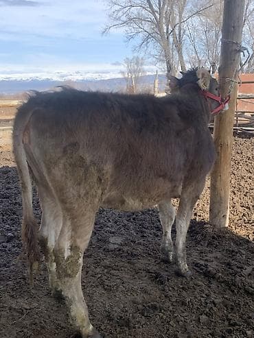 стельная телка: Продаю | Музоо, торпок | На откорм | Привязанные — 4