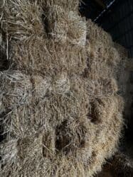 пудель сколько стоит: САМАН АРПА! более 700 тюков 160 СОМ (ТОРГ ЕСТЬ), ПЛОТНЫЕ / БОЛЬШИЕ — 2