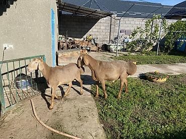 агрегат для стрижки овец: Продаю | Баран (самец) | Арашан | Для разведения — 2