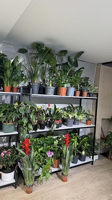 Комнатные растения в горшках-декоративнолиственные и цветущие виды. В