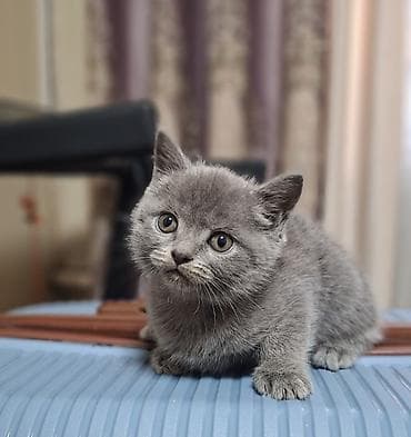 кошко: Скотиш Страйт (Шотландская прямоухая), 2 месяца, Мальчик, Голубой, Приучена к лотку, Проглистована — 10