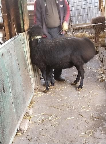 романовский: Продаю | Овца (самка) | Гиссарская | Для разведения | Матка — 2