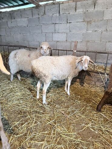 продажа щенков немецкой овчарки с документами в бишкеке: Сатам | Ургаачы кой (ургаачы) | Союуга, Көбөйтүү үчүн | Ургаачы, Токту — 8