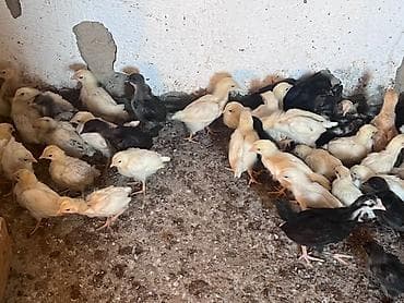 продам курей: Продаю | Цыплята | Домашняя | Для разведения — 4