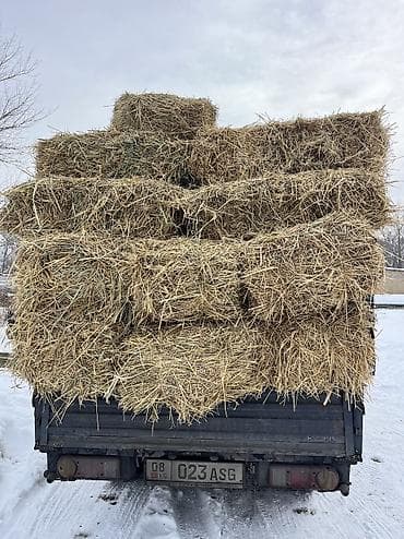Айыл-чарба жаныбарлары: Солома ячменная. Находится в Беловодске. Самовывоз. Есть 700-800 штук — 2