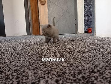 щенки курцхара: Продажа кошек — 8