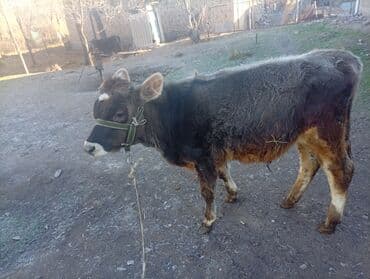 дойних коров: Продаю | Тёлка | Для разведения | Нетель — 9