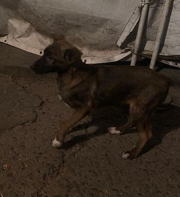 продам собаку: Овчарка, 2 месяца, Самка — 3
