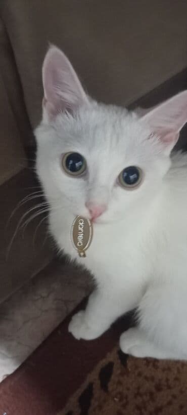 Мышыктар: Продаю белого кота 9 месяцев. Вместе с кормом 5 кг корма и расческа — 3