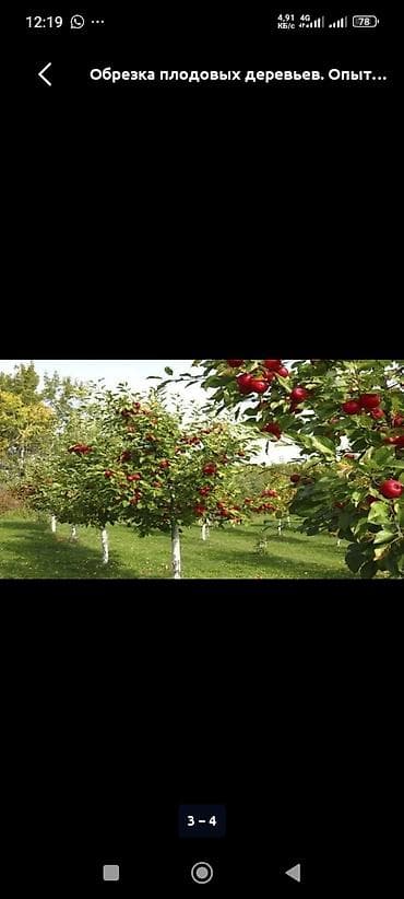 резка стен: Профессиональная обрезка деревьев и кустарников. - Формирующая и — 4