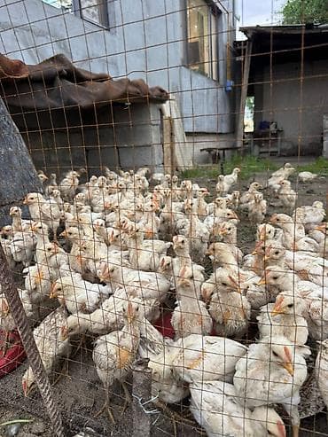 купить сокола в питомнике: Продаю | Цыплята | Бройлерная | На забой — 1