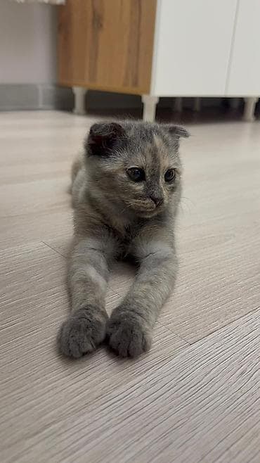 Скотиш Фолд, девочка, 8 месяцев. Отдаем только в хорошие руки