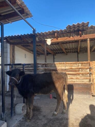 племенные коровы молочные купить: Продаю | Музоо, торпок | На откорм | Привязанные — 2