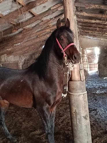 Животные: Продаю | Жеребец | Конный спорт — 1