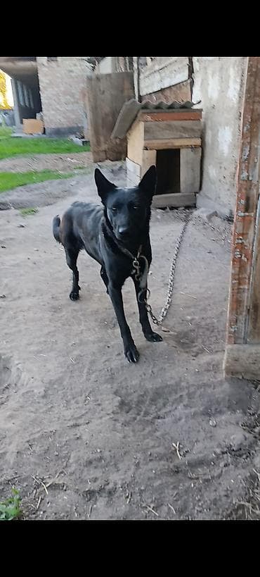 собака продажа: Ургачы Бельгийский афчарка сатылат малды жакшы айдайт баасы 20мин — 1