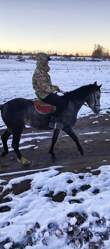 купить бельгийскую овчарку малинуа: Жазга 1 асый Жоош оозу элпек урганы чуркашы жакшы. 😎 — 3