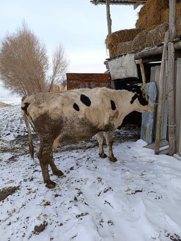 А/ч жаныбарлары үчүн тоюттар: Сатам | Уй (ургаачы) | Көбөйтүү үчүн | Байланган — 5